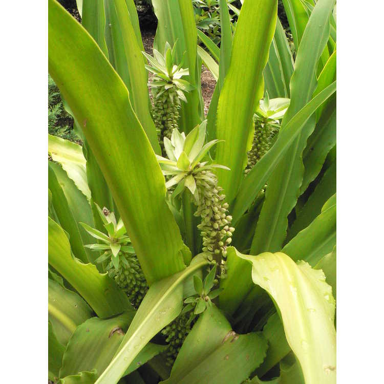 Eucomis pole-evansii - Transvaal pineapple-lily