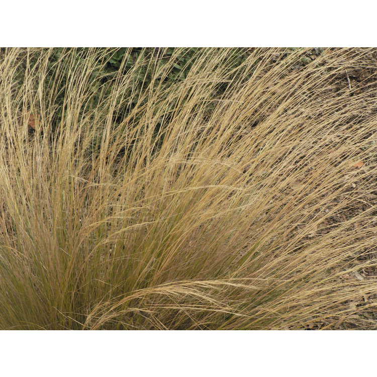 Stipa lessingiana 'Capriccio' - feather grass