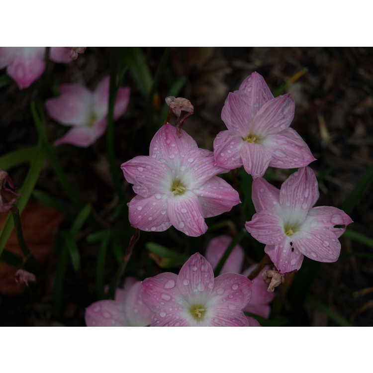 Zephyranthes 'Tention'