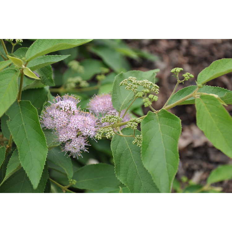 Callicarpa formosana - Formosan beautyberry