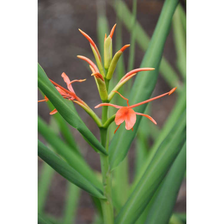 Hedychium 'Slim's Orange' - hardy ginger-lily