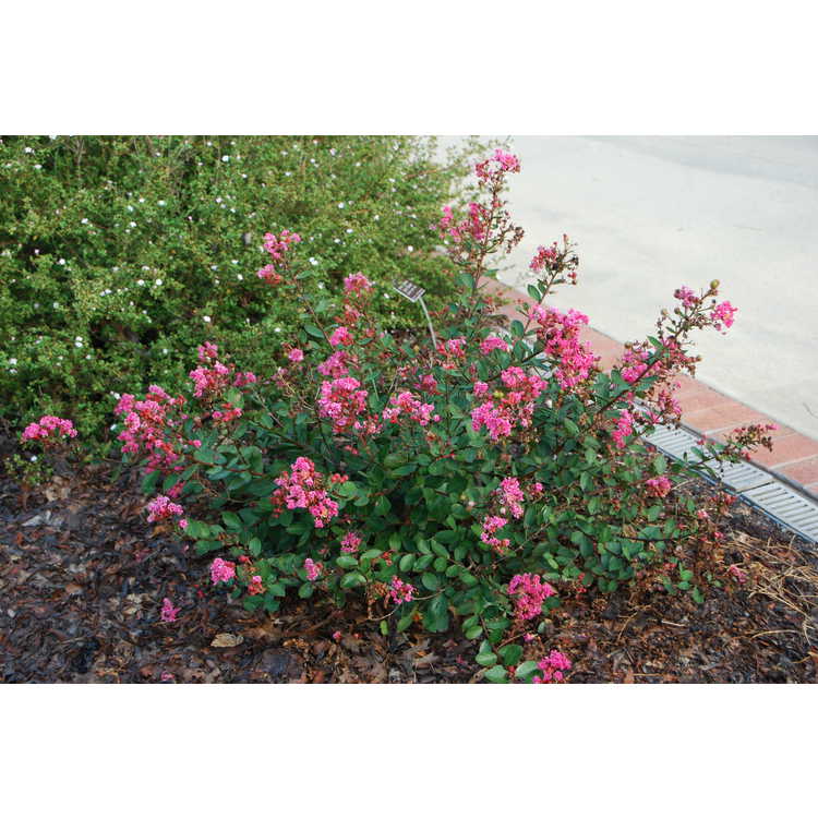 Lagerstroemia indica Red Filli