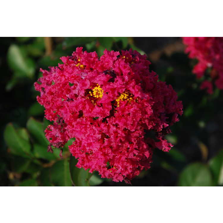 Lagerstroemia indica 'Whit III' - Pink Velour crepe myrtle