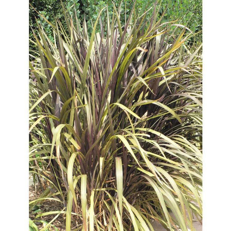 purple Napier grass 