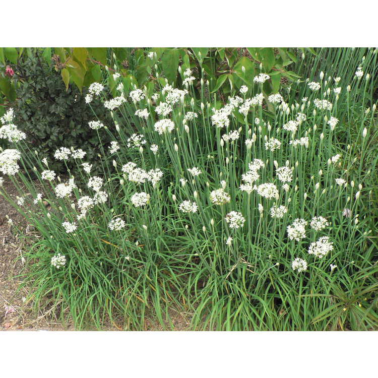 Allium tuberosum - garlic chives