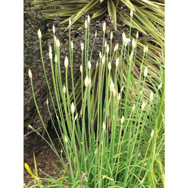 Allium tuberosum - garlic chives