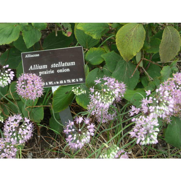 Allium stellatum
