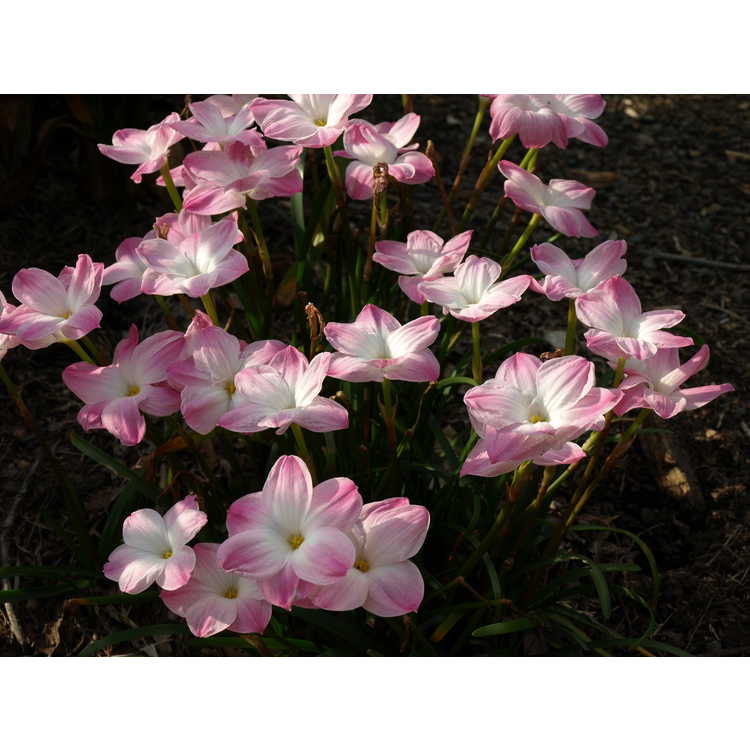 Zephyranthes Lily Pies