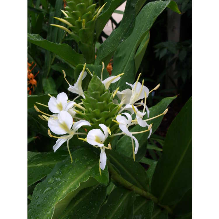 Hedychium 'White Starburst' - hardy ginger-lily