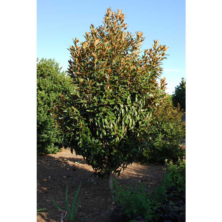 Magnolia grandiflora 'Tmgh' - Alta columnar Southern magnolia