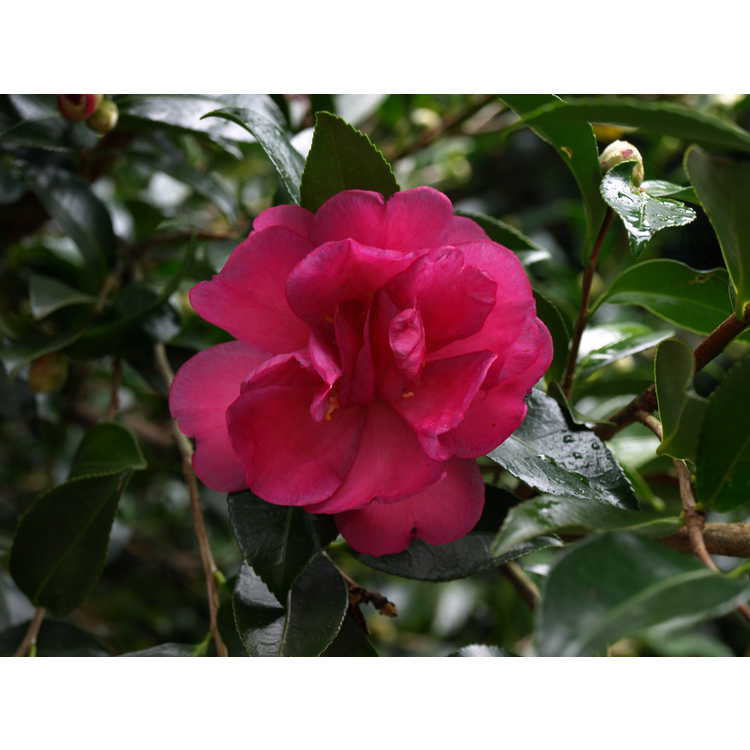 Camellia sasanqua 'Sarrel' - sasanqua camellia