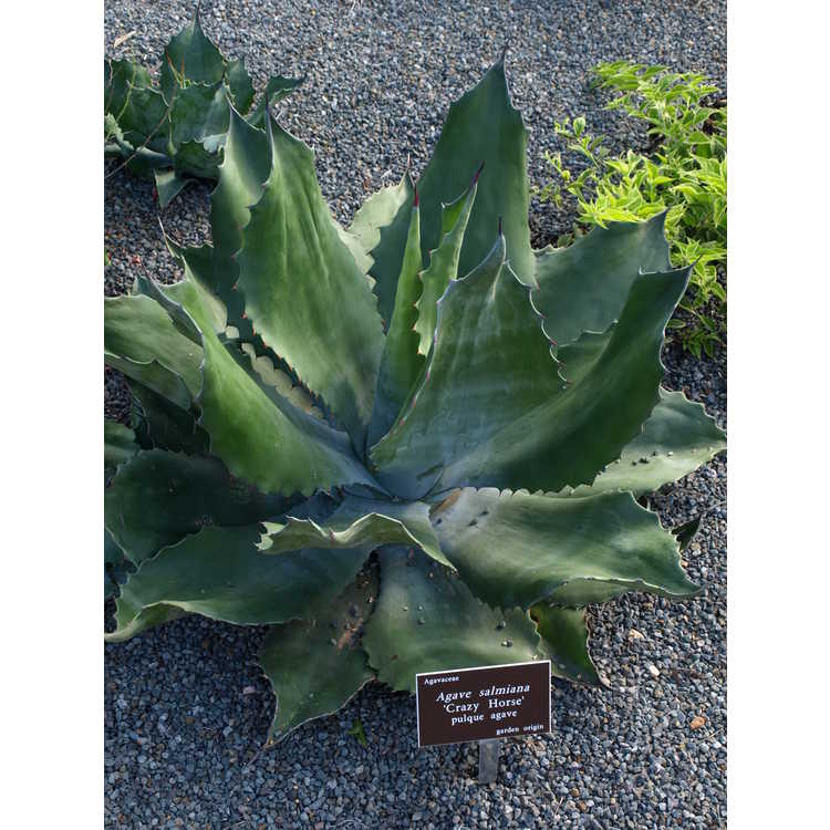 Agave 'Crazy Horse'