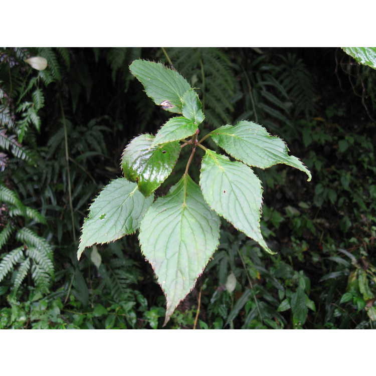 Helwingia chinensis - Chinese helwingia