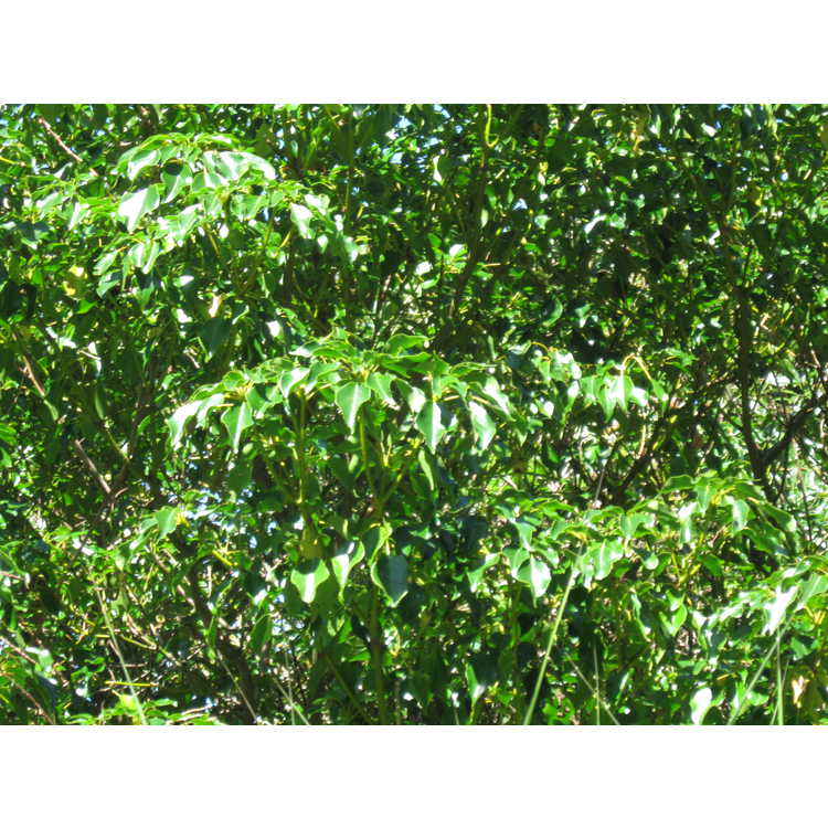 Trochodendron aralioides - wheel tree