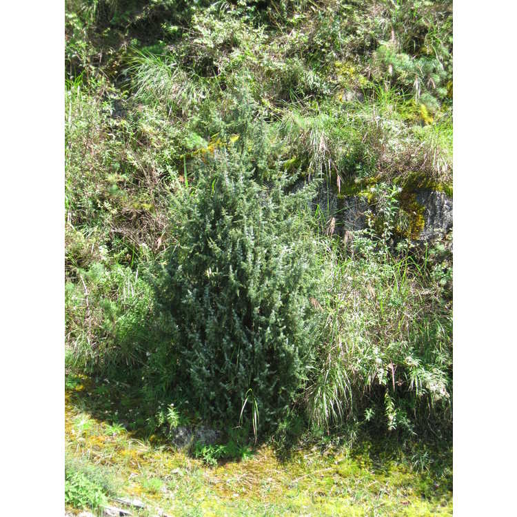 <em>Juniperus formosana</em>