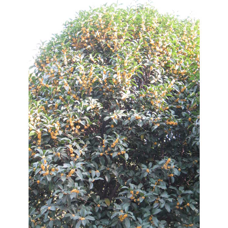 Osmanthus fragrans f. aurantiacus