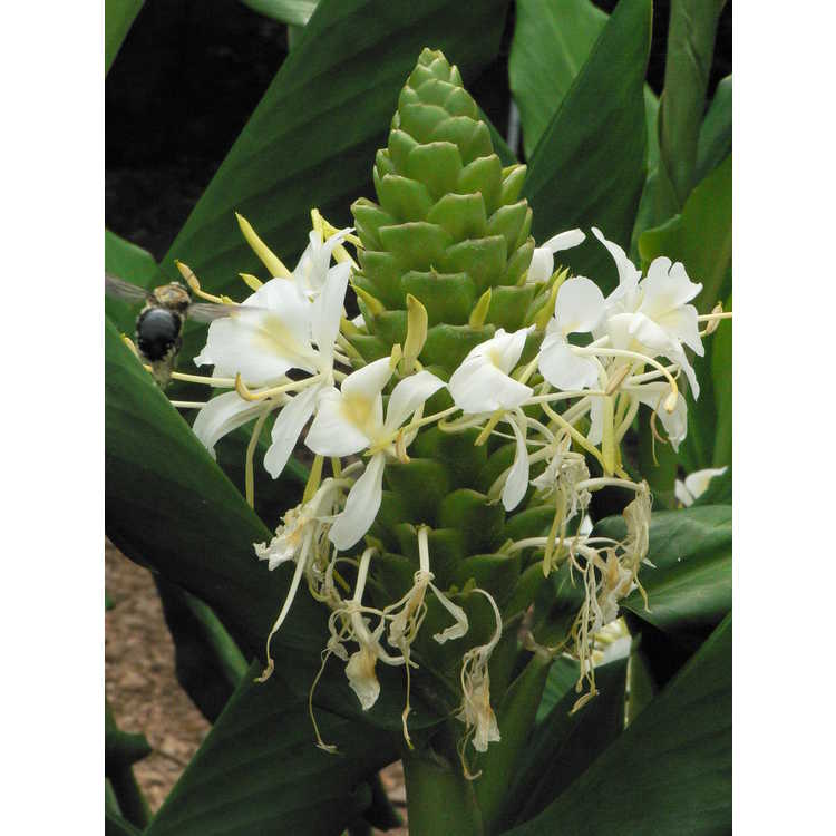 Hedychium White Starburst