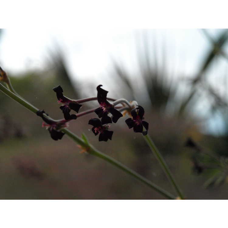 Pelargonium sidoides - silver leaf geranium