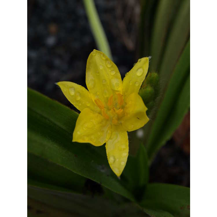 Hypoxis hemerocallidea - African star flower
