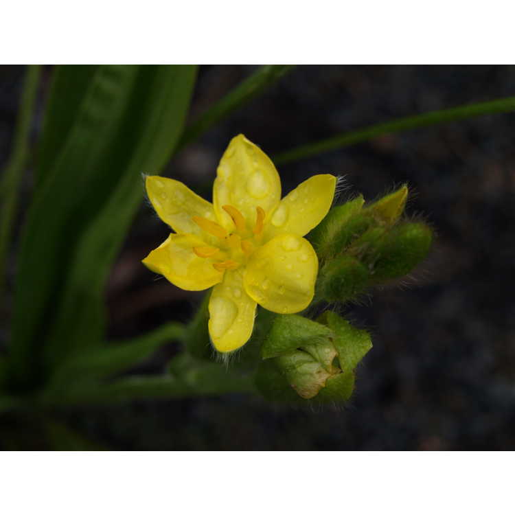 Hypoxis hemerocallidea - African star flower