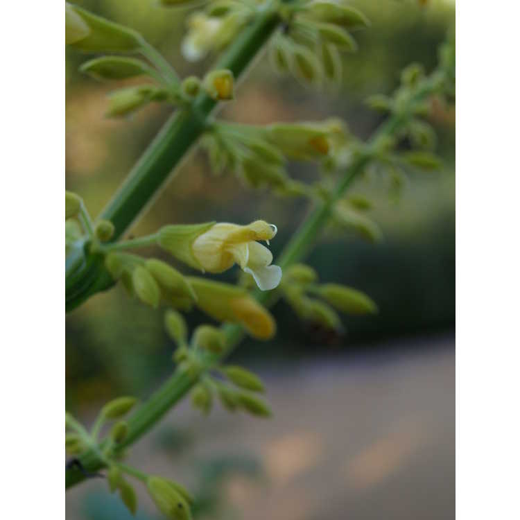 <em>Salvia madrensis</em>