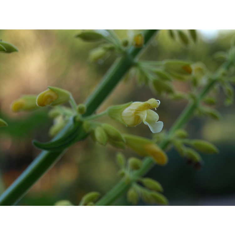 <em>Salvia madrensis</em>