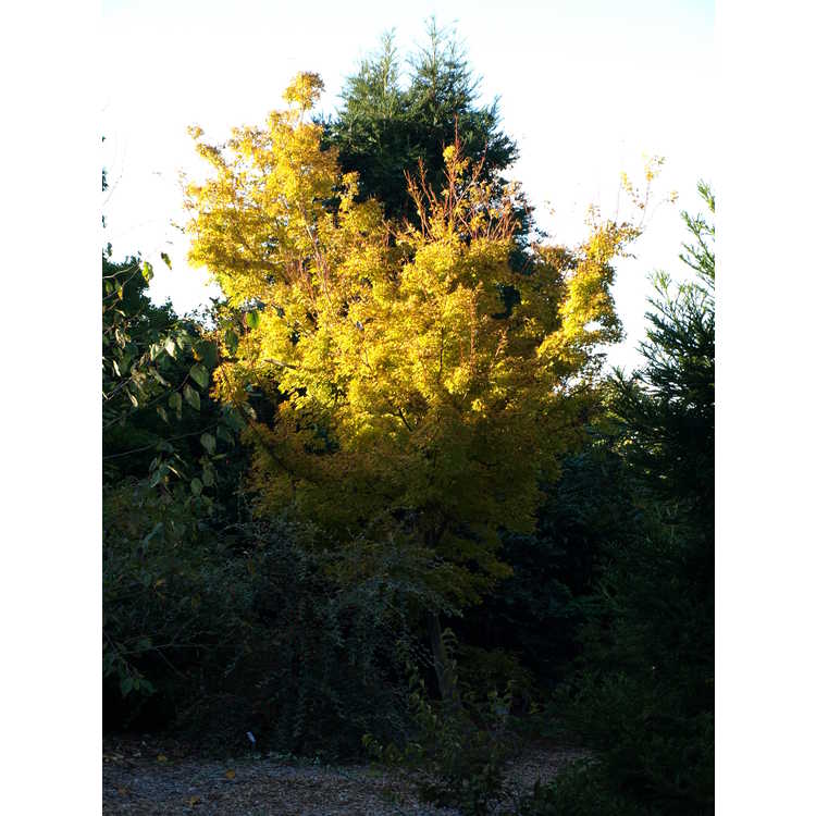 Acer palmatum 'Sango kaku' - coral-bark Japanese maple