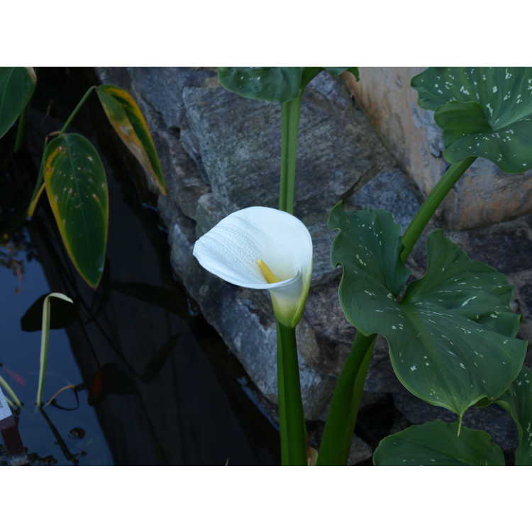 Zantedeschia aethiopica 'White Giant' - giant calla lily
