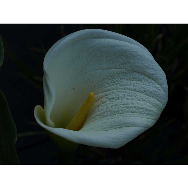 Zantedeschia aethiopica 'White Giant' - giant calla lily