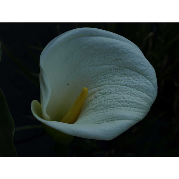 Zantedeschia aethiopica 'White Giant'