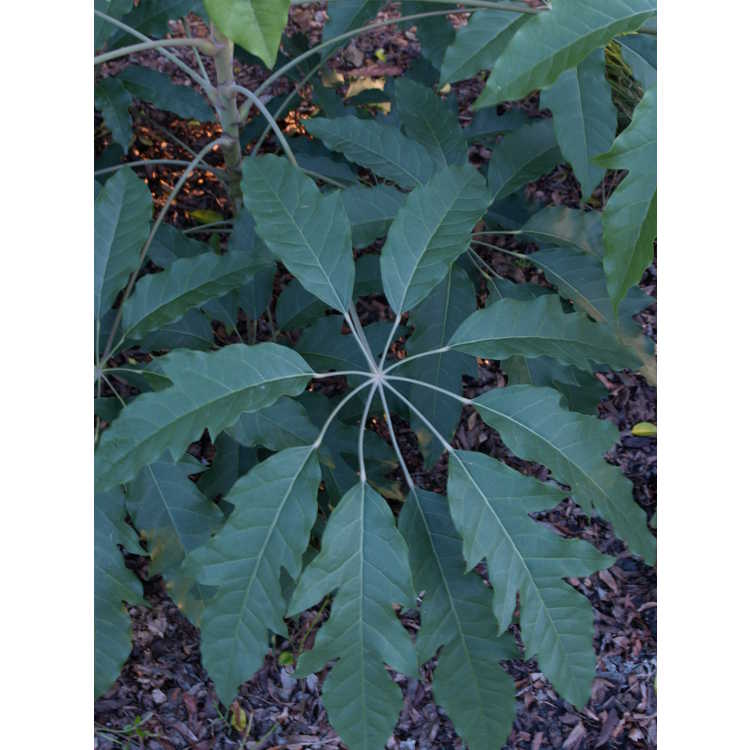 Schefflera heptaphylla - ivy tree