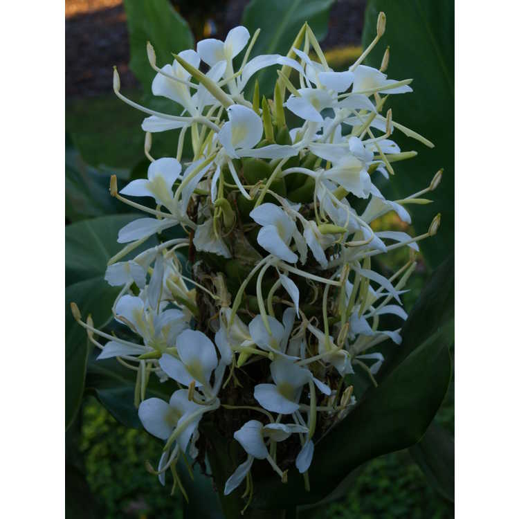 Hedychium 'White Starburst' - hardy ginger-lily
