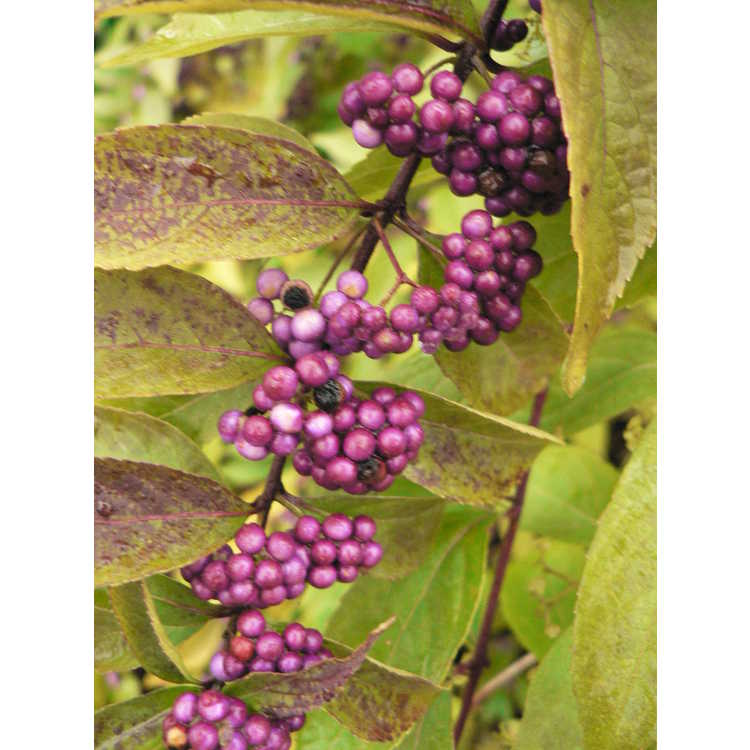 Callicarpa dichotoma 'Issai' - purple beautyberry