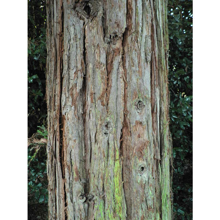 Sequoia sempervirens 'Soquel' - coastal redwood