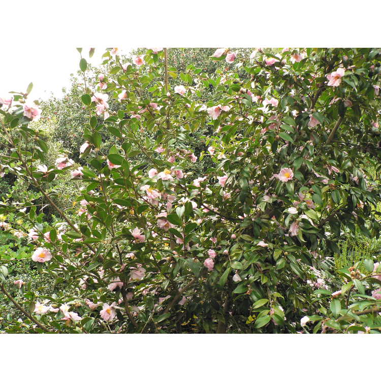 Camellia 'Winter's Dream' - Ackerman hybrid camellia