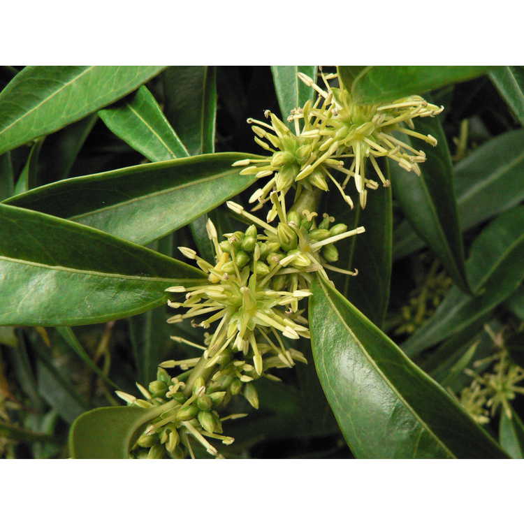 Sarcococca saligna - willow-leaf sweet box