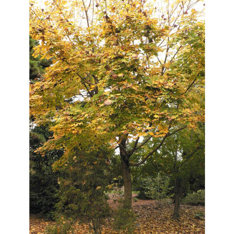 Acer pictum subsp. mono
