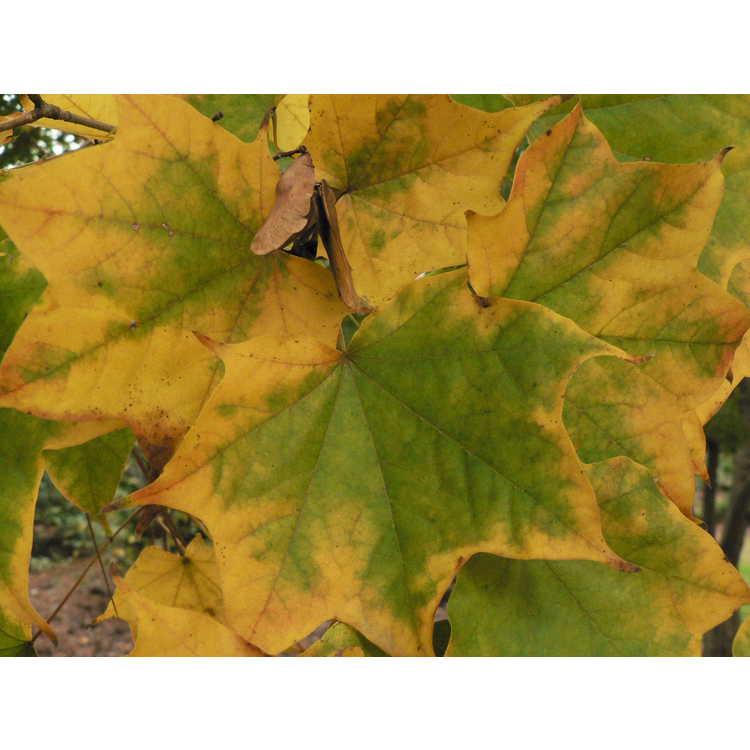 Acer pictum subsp. mono - painted maple