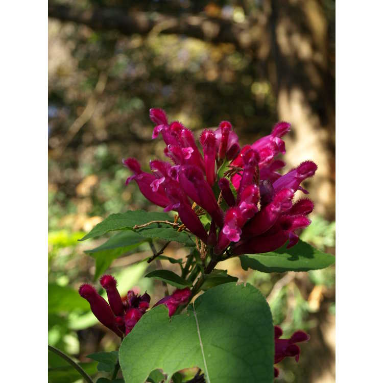 <em>Salvia puberula</em> 'El Butano'