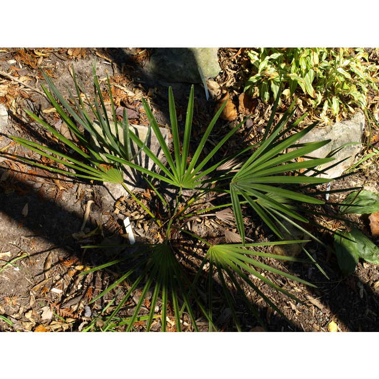 Yunnan dwarf palm