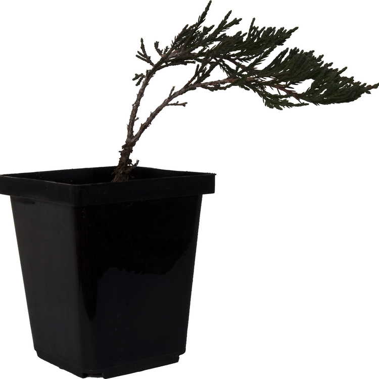 Juniperus horizontalis 'Silver Sheen'