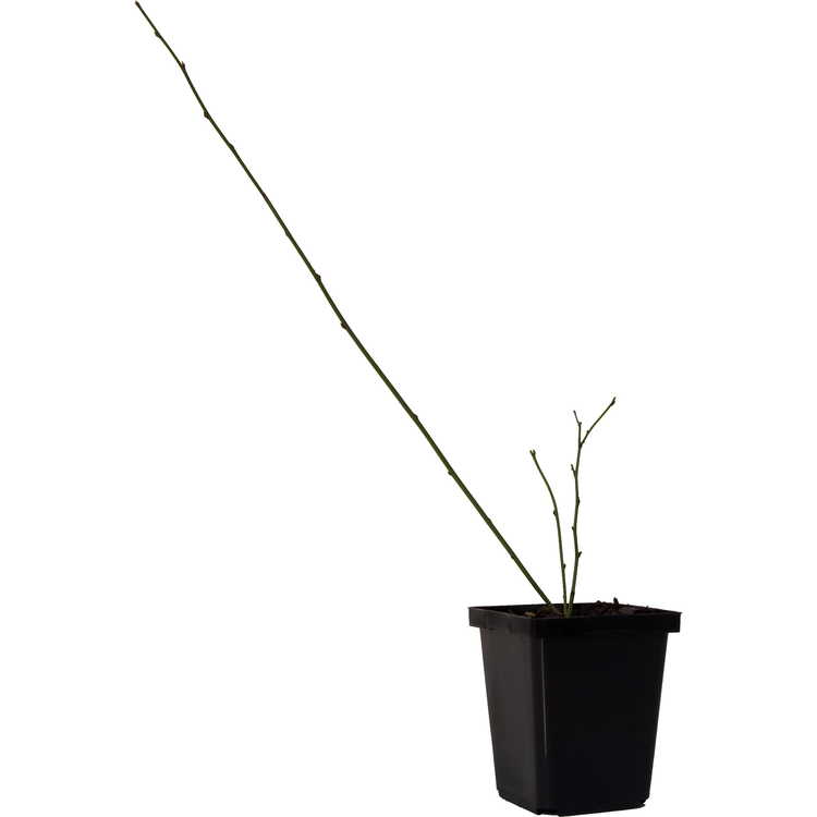 Kerria japonica 'Fubuki Nishiki'