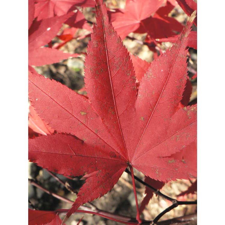Acer palmatum 'Ô kagami'