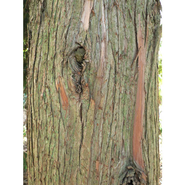 Cryptomeria japonica 'Benjamin Franklin' - Japanese-cedar