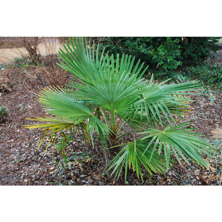 Trachycarpus-fortunei-Taylors-Hardy-001-JCRA-12-18-09.JPG