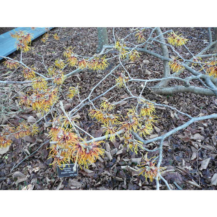 Hamamelis ×intermedia 'Jelena' - copper-flowered common witchhazel