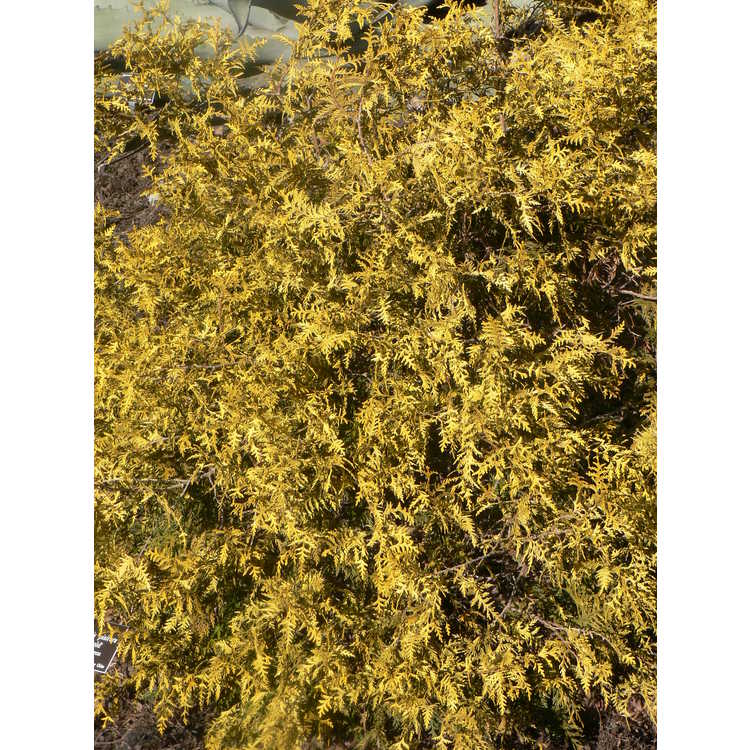 Chamaecyparis pisifera 'Vintage Gold' - dwarf golden Sawara falsecypress