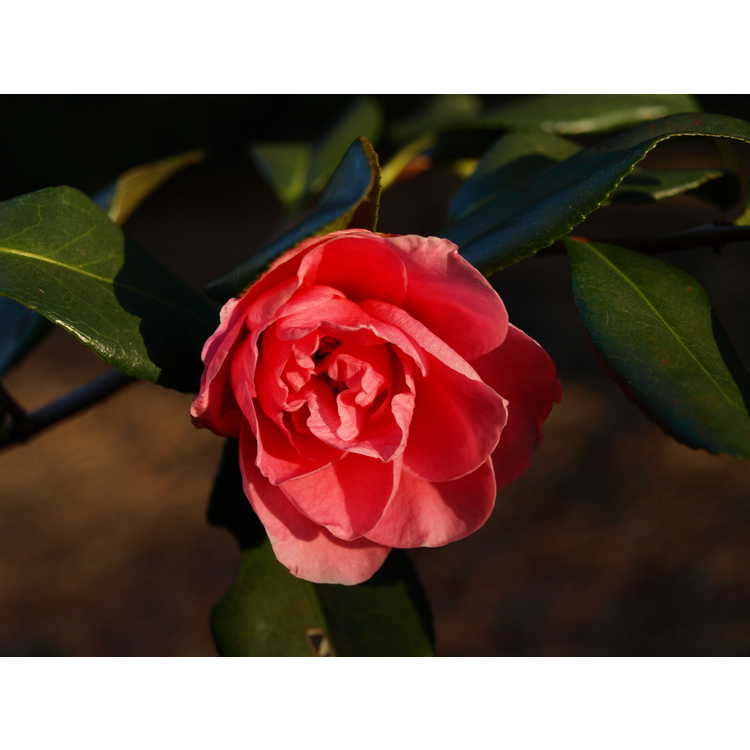 Camellia vernalis Egao Corkscrew