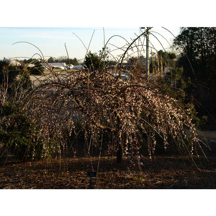 Prunus mume 'Bridal Veil'