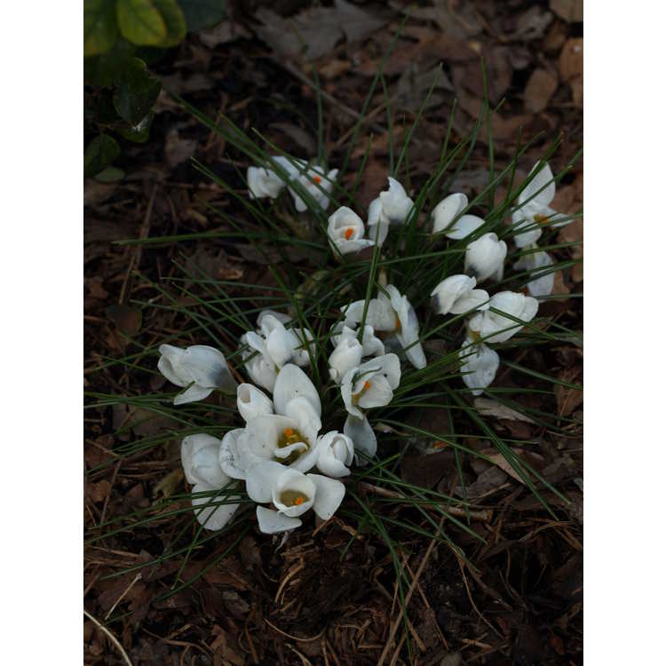 Crocus chrysanthus 'Ard Schenk' - spring crocus